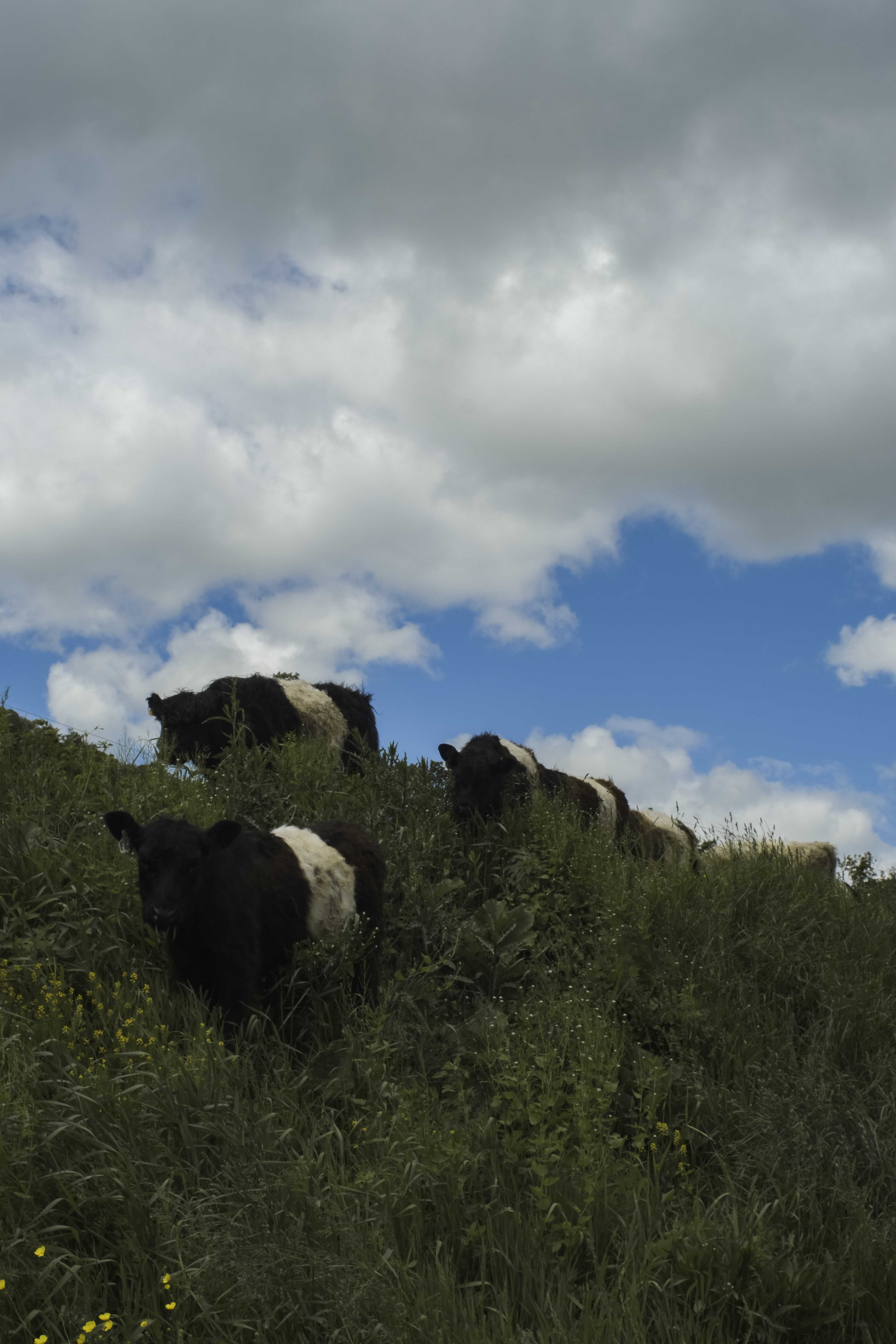 Belties on Grace Wyly Farm